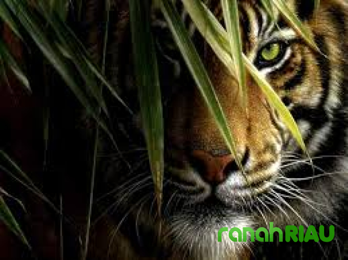 Harimau Sumatera Intai Kandang Ayam di Kebun Sawit Siak