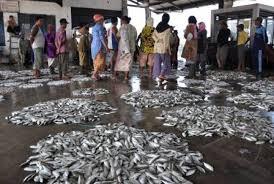 Rokan Hilir Belum Punya Tempat Pelelangan Ikan