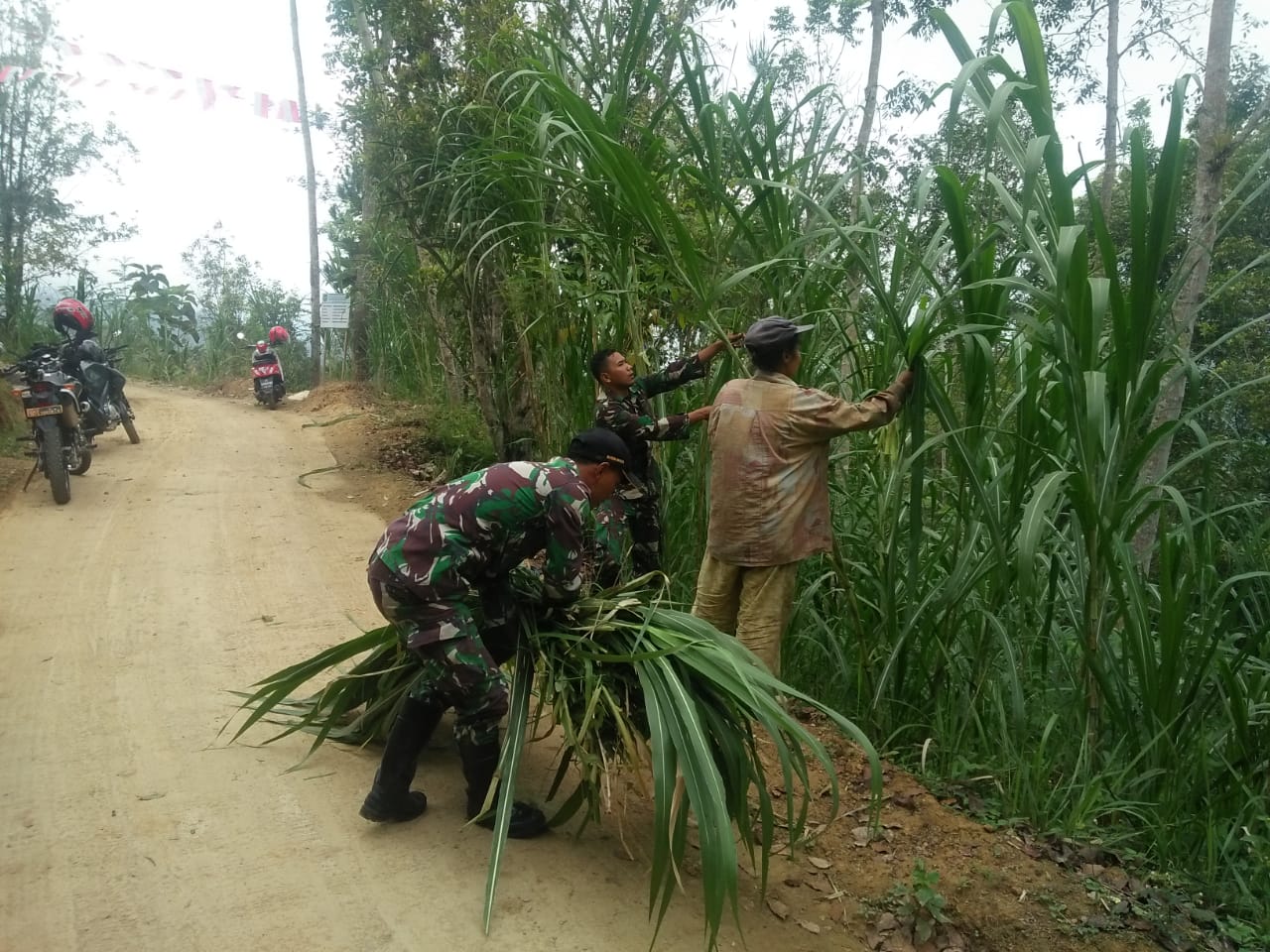 Satgas TMMD Cari Rumput Gajah Untuk Pakan Ternak Paijah