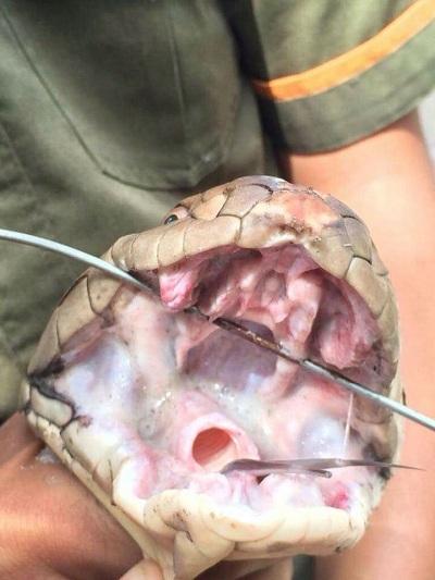 Sempat Heboh.. Ternyata king Cobranya Ompong