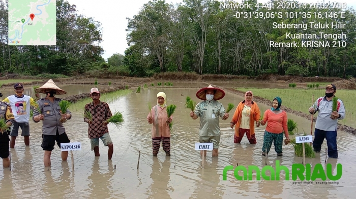 Polsek Kuantan Tengah dan Warga Bercocok Tanam di Kampung Tangguh