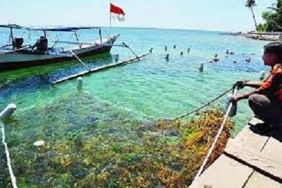 Mahasiswa Farmasi UI temukan Rumput Laut sebagai bahan Tablet