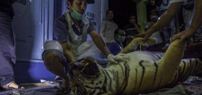 Tewaskan Harimau Sumatera, Polisi Periksa Pemasang Jerat Di Riau