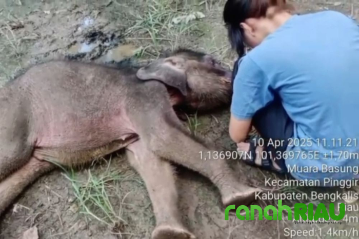 Kematian Yuni Jadi kabar duka di Peringatan Hari Gajah Dunia