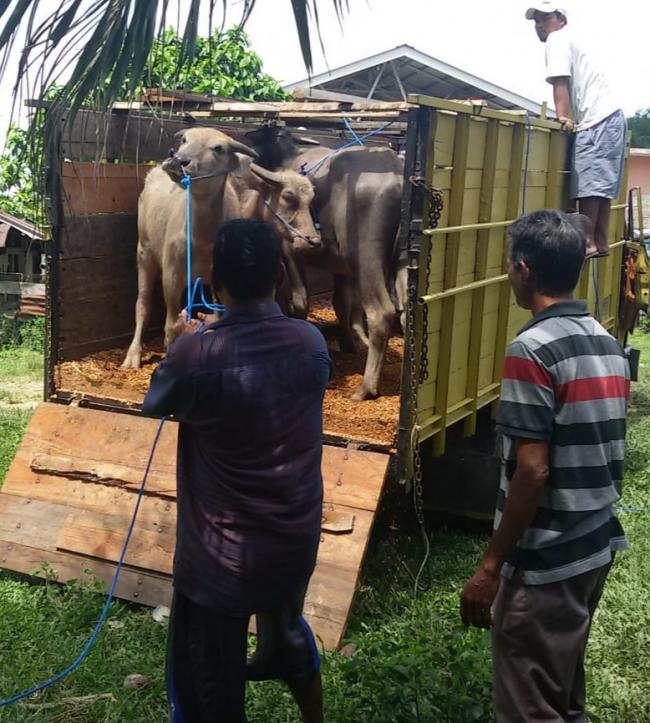 7 Koptan di Kuansing, Terima 70 Ekor Kerbau Bantuan dari Pemprov
