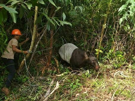 Selamatkan Satwa, Patroli Balai Taman Nasional Tesso Nilo Ini Bertindak Cepat, Ini Hasilnya..