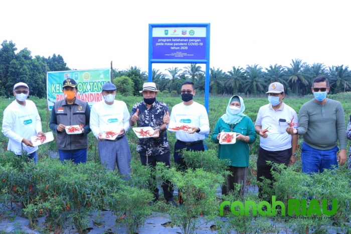 Walikota Pekanbaru Panen cabe varietas terbaru bersama KT Palas Mandiri di Agrowisata 