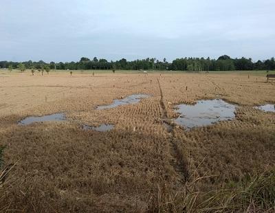 Sawah Terkena Puso, Dinas Pertanian Ajukan 49,77 Ton Benih Padi