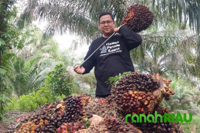 Dinas Perkebunan Provinsi Riau tetapkan Harga Tandan Buah Segar terbaru, Cek Harga Sawit Kamu 