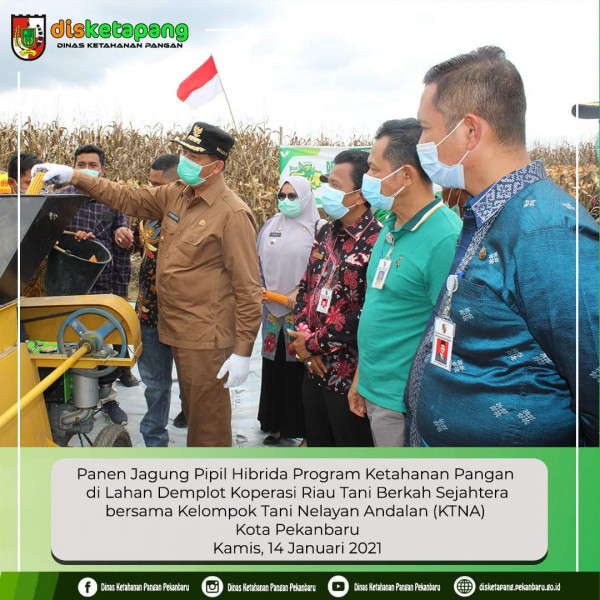 Apresiasi Petani Jagung Hibrida, Firdaus: Hasil meningkat kesejahteraan juga meningkat