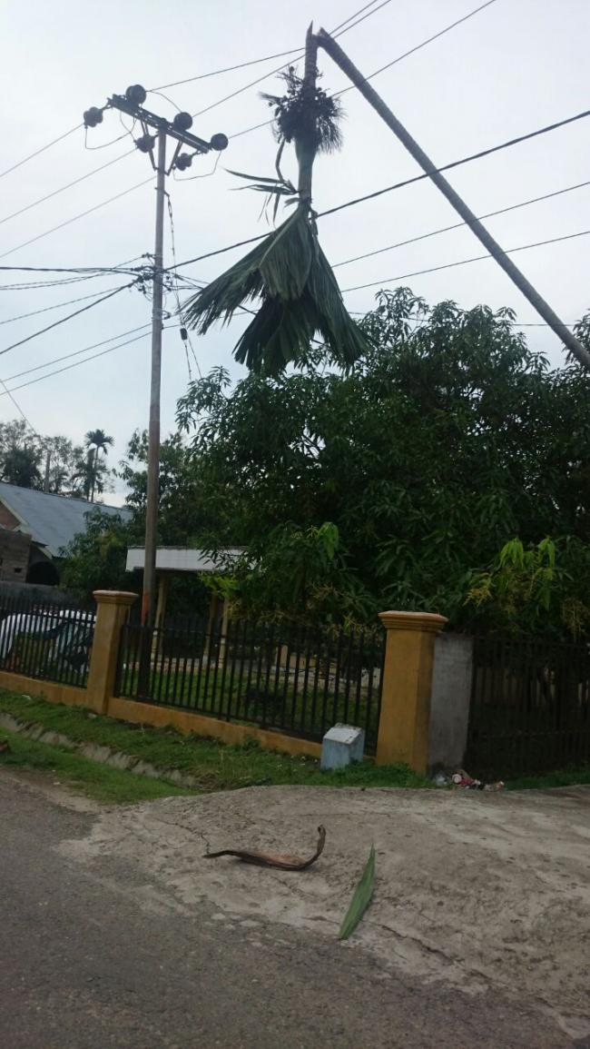 Tebang Pohon Pinang, Warga Desa kopah terkena Percikan Listrik