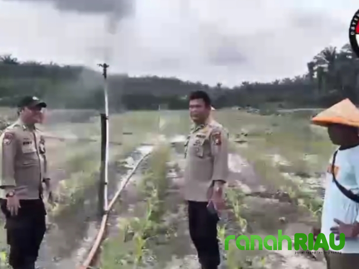 Tak Ingin Gagal, Bhabinkamtibmas Sungai Sirih Rutin Lakukan Pengecekan Tumbuh Subur Jagung Pipil