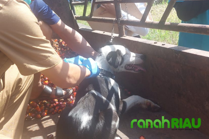 Waspada Rabies, Pemko Pekanbaru semakin Intensif mengeluarkan Himbauan ke Masyarakat