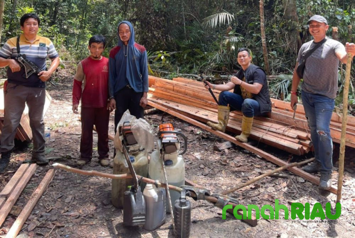 Polisi Tangkap 7 Pelaku Perambah Kayu Hutan di Habitat Harimau Sumatera
