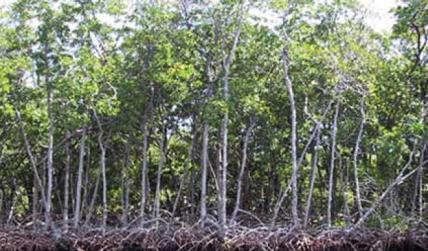 Pemkab Bengkalis Serahkan 1.500 Hektar Lahan HTR Pada Koperasi