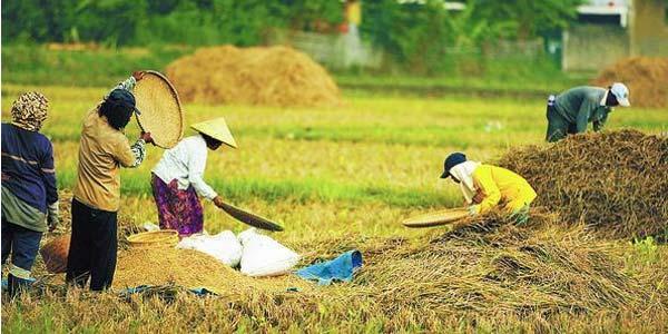 Distan Pelalawan Pesimis Target Peningkatan Produksi Gabah Tercapai 