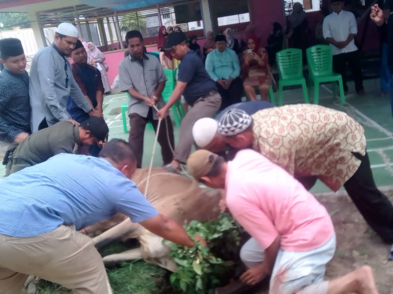  Riki Rihardi : Tahun Ini, Pemcam Mandau Qurban 8 Sapi