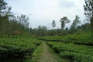 Meranti Akan Miliki Desa Wisata Agro