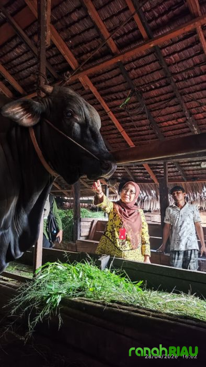 Sapi Brangus 1 Ton dari Inhil Masuk Kandidat Bantuan Presiden