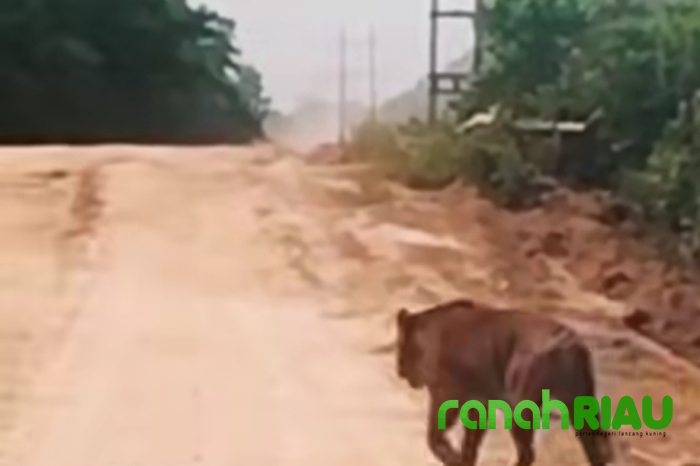 Saat Harimau Menyapa Jalan Industri: Sinyal Bahaya dari Kawasan Zamrud