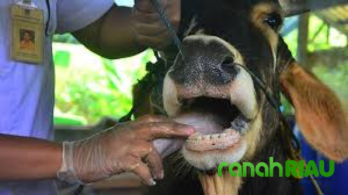 Dinas PKH Riau Terima Laporan Dua Kasus PMK di Kampar, Peternak Diminta Waspada