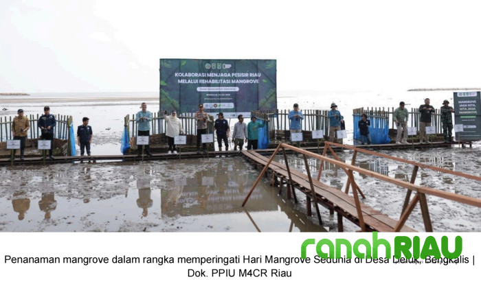 Hari Mangrove Sedunia, M4CR Riau Perkuat Kolaborasi Selamatkan Pesisir Bengkalis