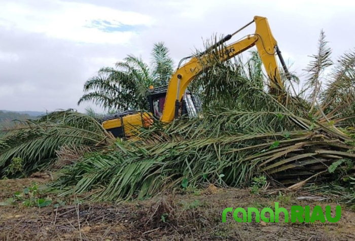 Persoalan Perambahan Hutan Taman Nasional Tesso Nillo, Pengamat Hukum: Harus tegas dan Serius