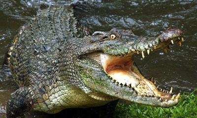 Janda di Meranti selamat dari Terkaman Buaya...