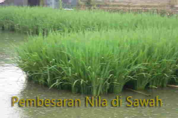 Kampar Kembangkan Pola Mina Padi