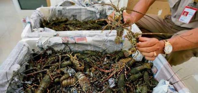  10.000 Benih lobster Sitaan Langsung Dilepasliarkan