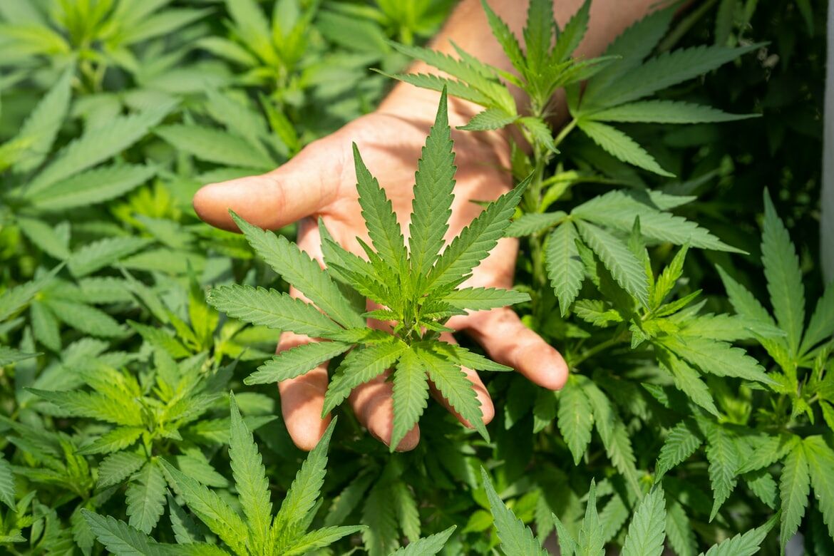 BNN Tolak legalitas Ganja di Indonesia, berikut alasannya