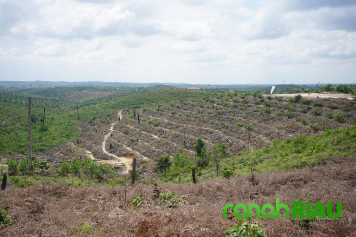 Kelompok Tani Petani Bersatu kembalikan 415 Hektar Lahan Sawit kawasan TNTN ke Satgas PKH