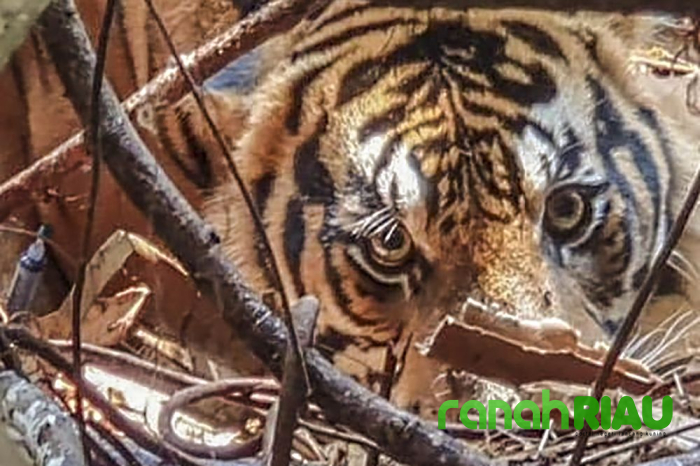 BBKSDA Riau turunkan Tim Mitigasi ke Lokasi Serangan Harimau di Distrik Merawang Teluk Meranti