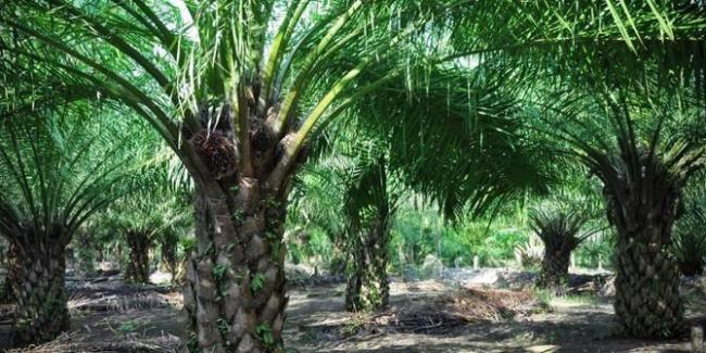 Simpang Siur Keberadaan Kebun Sawit Milik Masyarakat Diatas Lahan Pemerintah