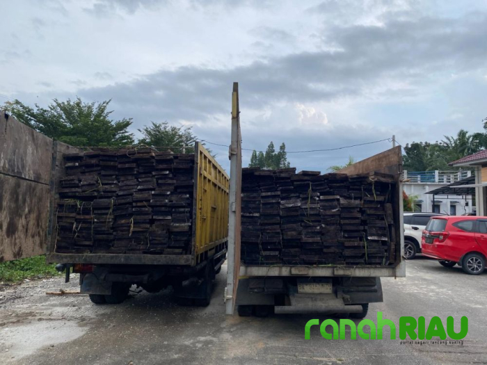 Angkut Kayu Ilegal dari SM Kerumutan, Dua Sopir Truk diamankan Polda Riau