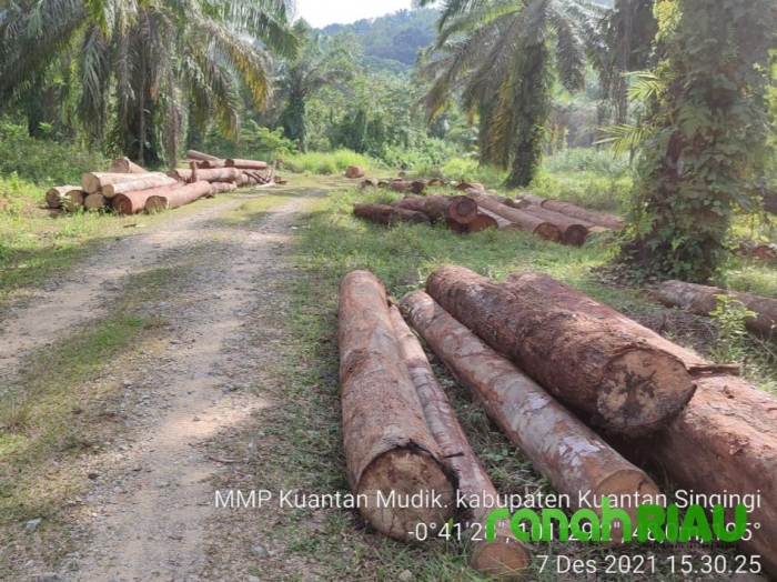 Puluhan Tual Kayu Illegal, Berhasil Diamankan Tim Gabungan di Kuansing