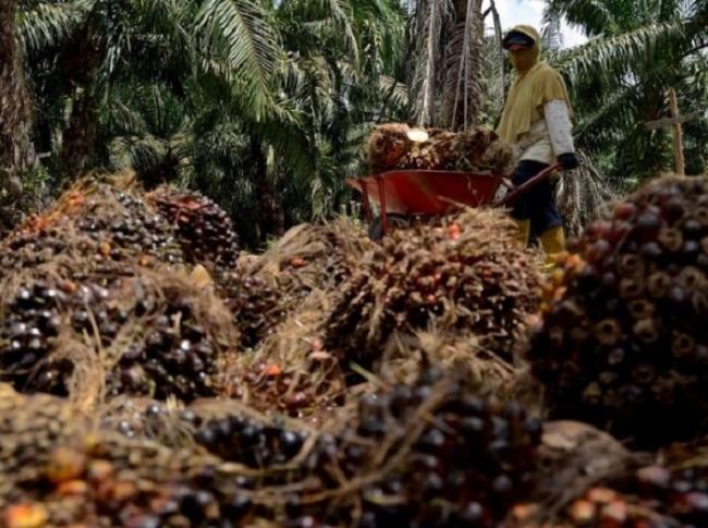 Harga TBS Sawit Riau Turun, berikut penjelasan dari dinas terkait