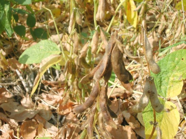 Produksi Kedelai Riau 2.145 Ton Biji Kering