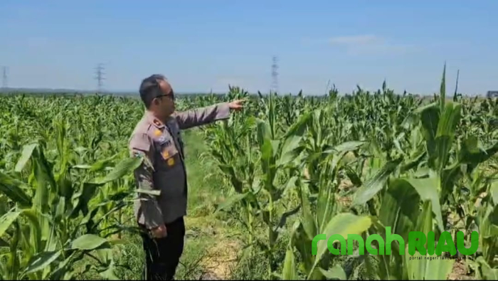Kapolsek Tualang Cek Jagung Pipil di PT SIR, Pastikan Pertumbuhan Maksimal dukung Ketahanan Pangan