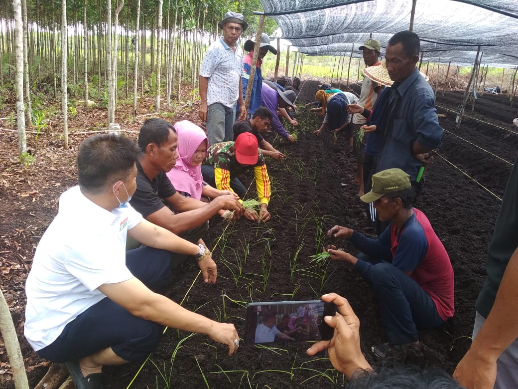Sektor Perkebunan, AMAN Bersinergi Bersama Koperasi IPMPL Bengkalis Tanam Bawang