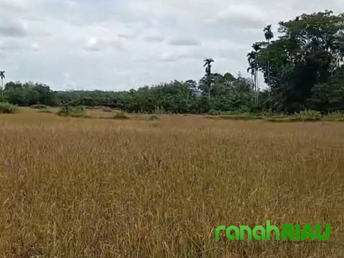 Distan Kuansing Siapkan Langkah Jitu Antisipasi Terjadinya Penurunan Hasil Panen Tahun 2026