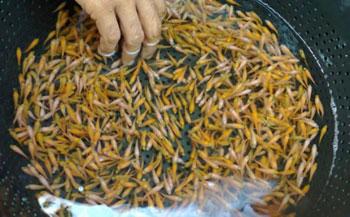 Petani Inhu Terima Bantuan Bibit Ikan