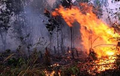 BPBD Riau, Luas Lahan yang terbakar Sepanjang 2017 semakin marak