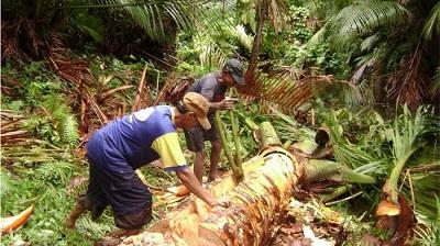 10 Anggota DPRD Lingga Belajar Sagu di Kepulauan Meranti