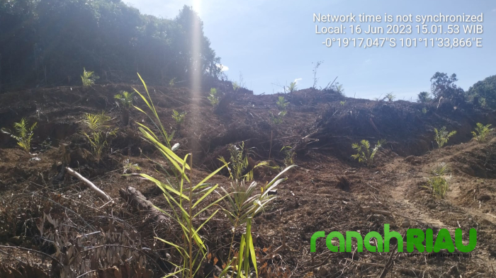 Perambahan HPT Kembali Terjadi di Kuansing, Sebagian Sudah Ditanami Sawit