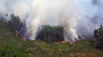 Januari 2017 60,37 Hektare Lahan Terbakar di Riau, Proses Hukumnya??
