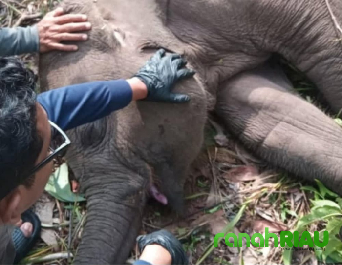 Kabar duka Konservasi :Matinya Tari, Gajah Kesayangan Kapolda Riau di Taman Nasional Tesso Nillo