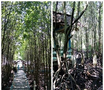 Eksotis Hutan Mangrove, Pesona Keindahan Kota Dumai