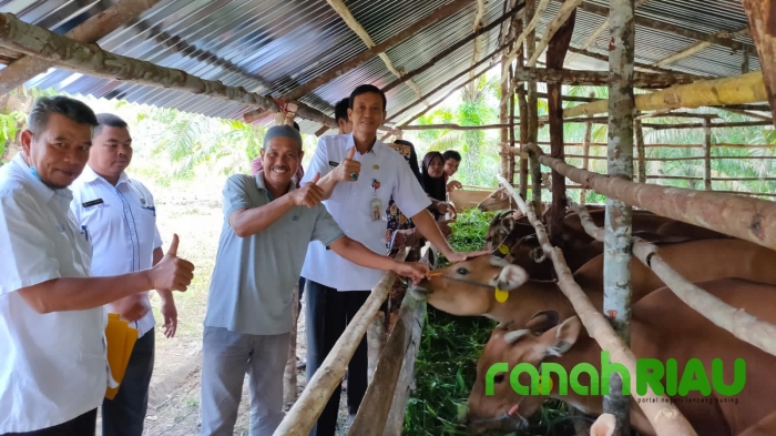 Distan Kuansing Salurkan 20 Ekor Bantuan Sapi Kepada Kelompok Ternak