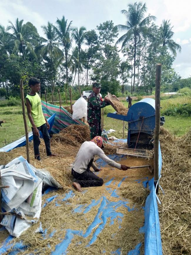 Upaya Khusus Koramil 08 KM Dim 0302 INHU Meningkatkan Swasembada Pangan